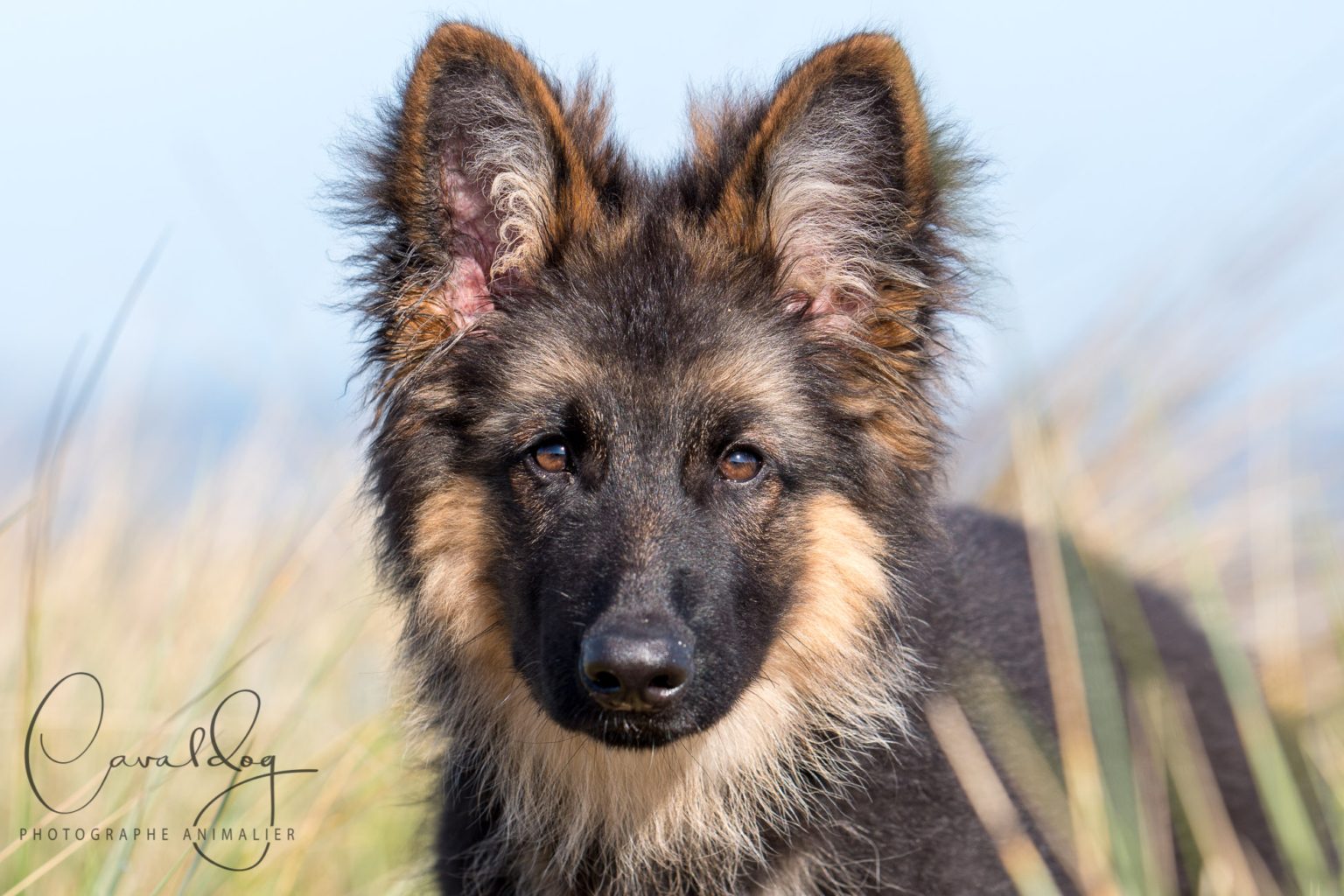 Chiot berger allemand