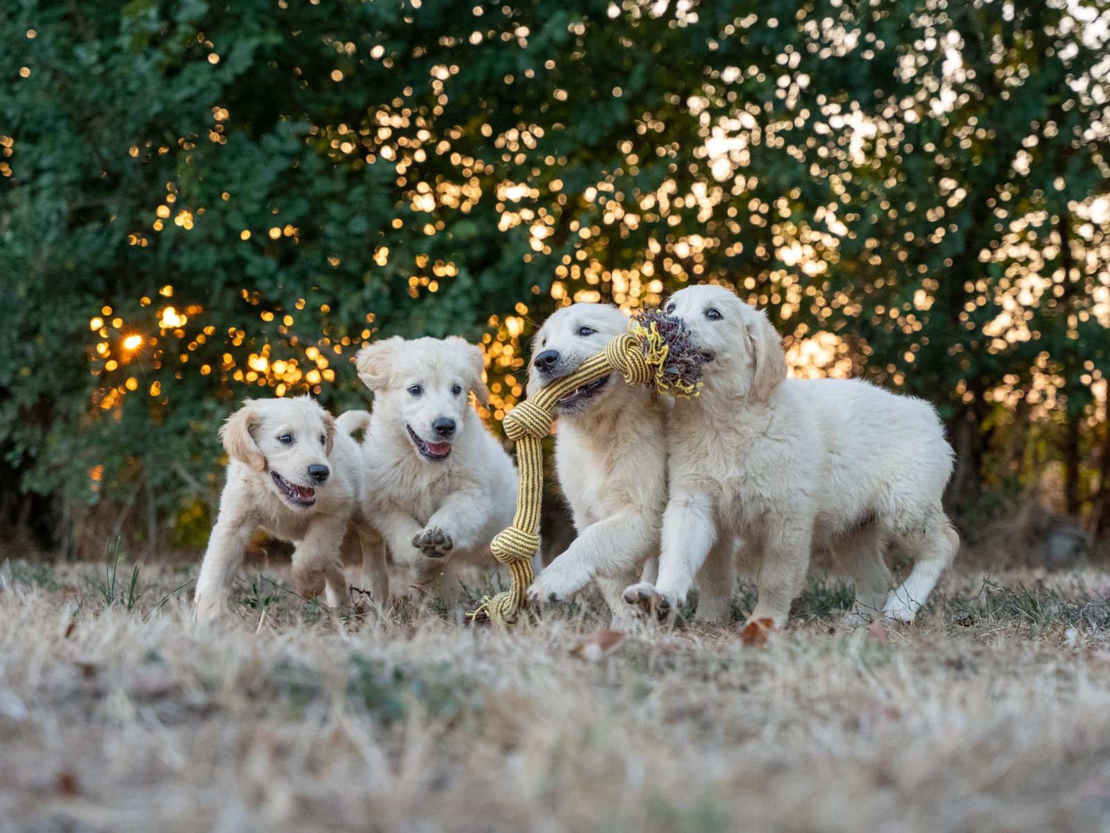 Chiots Golden en jeu — production vidéo Domaine des Orgeries