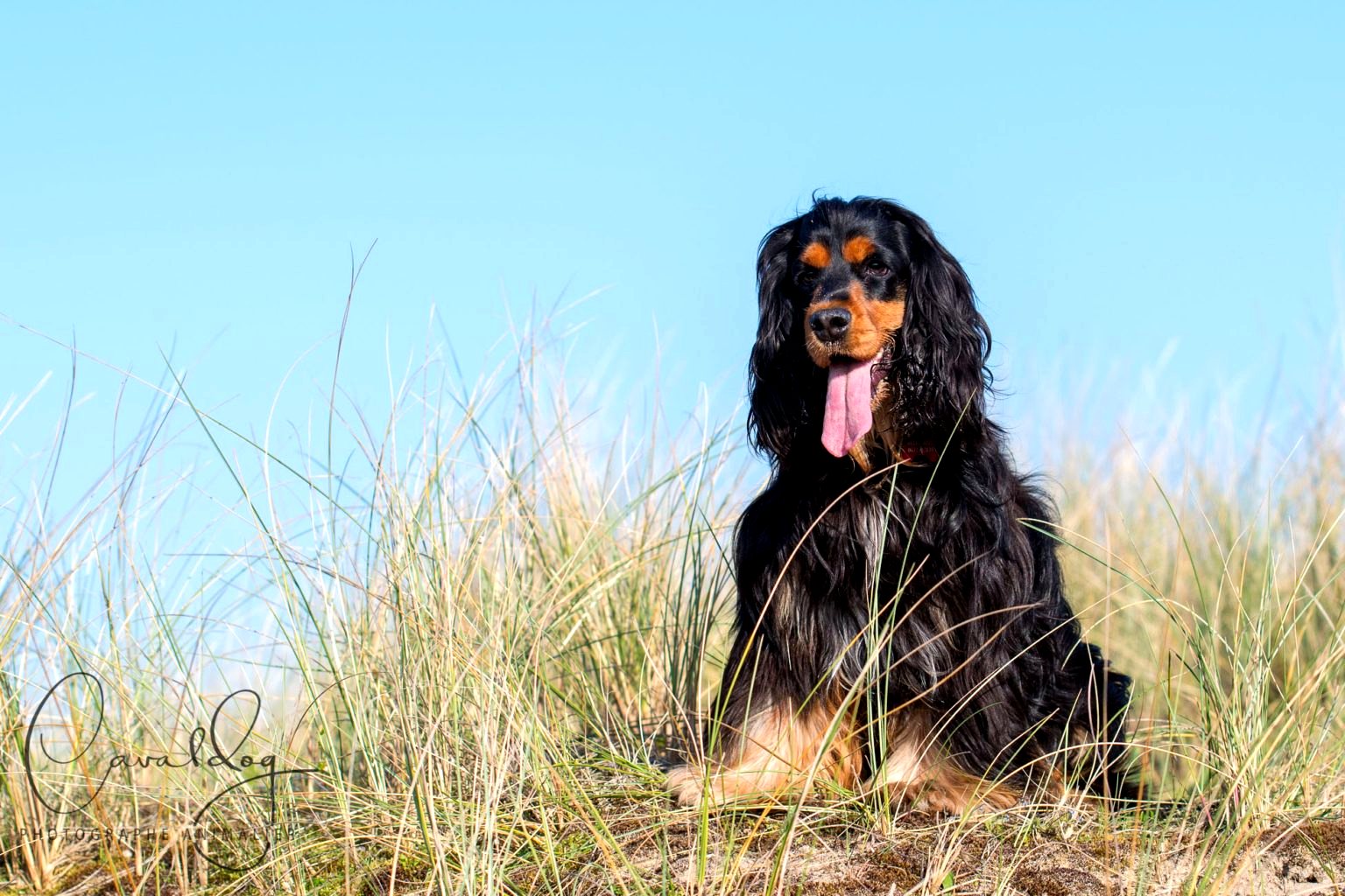 Cocker dans les dunes