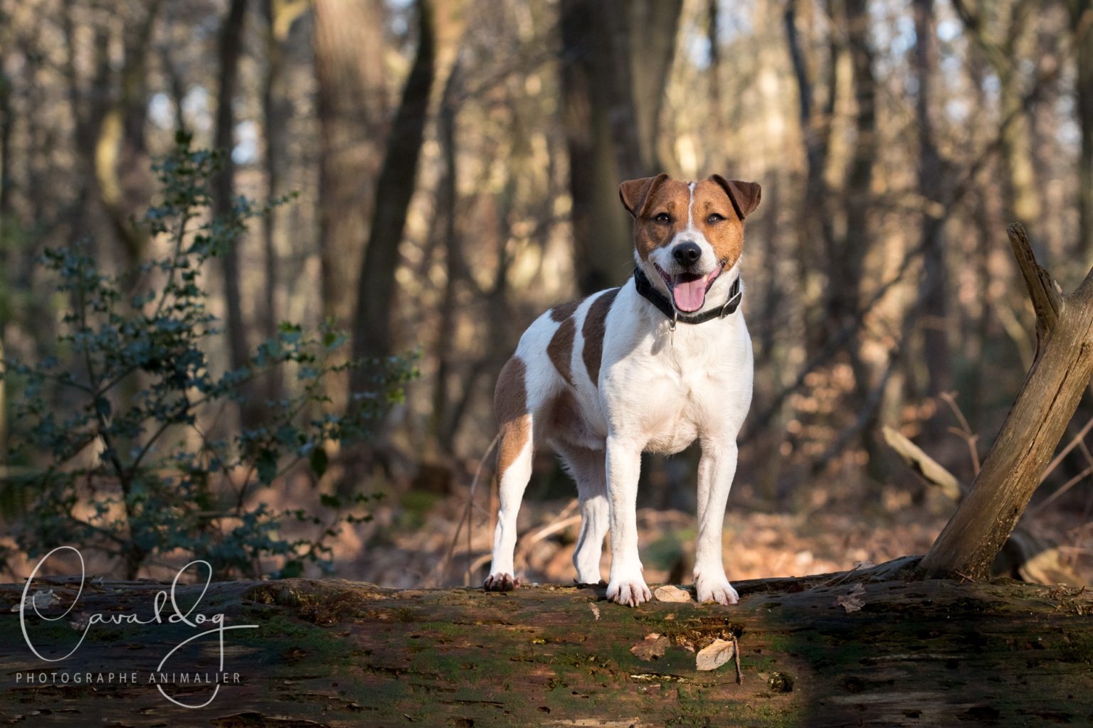 Jack Russell en forêt