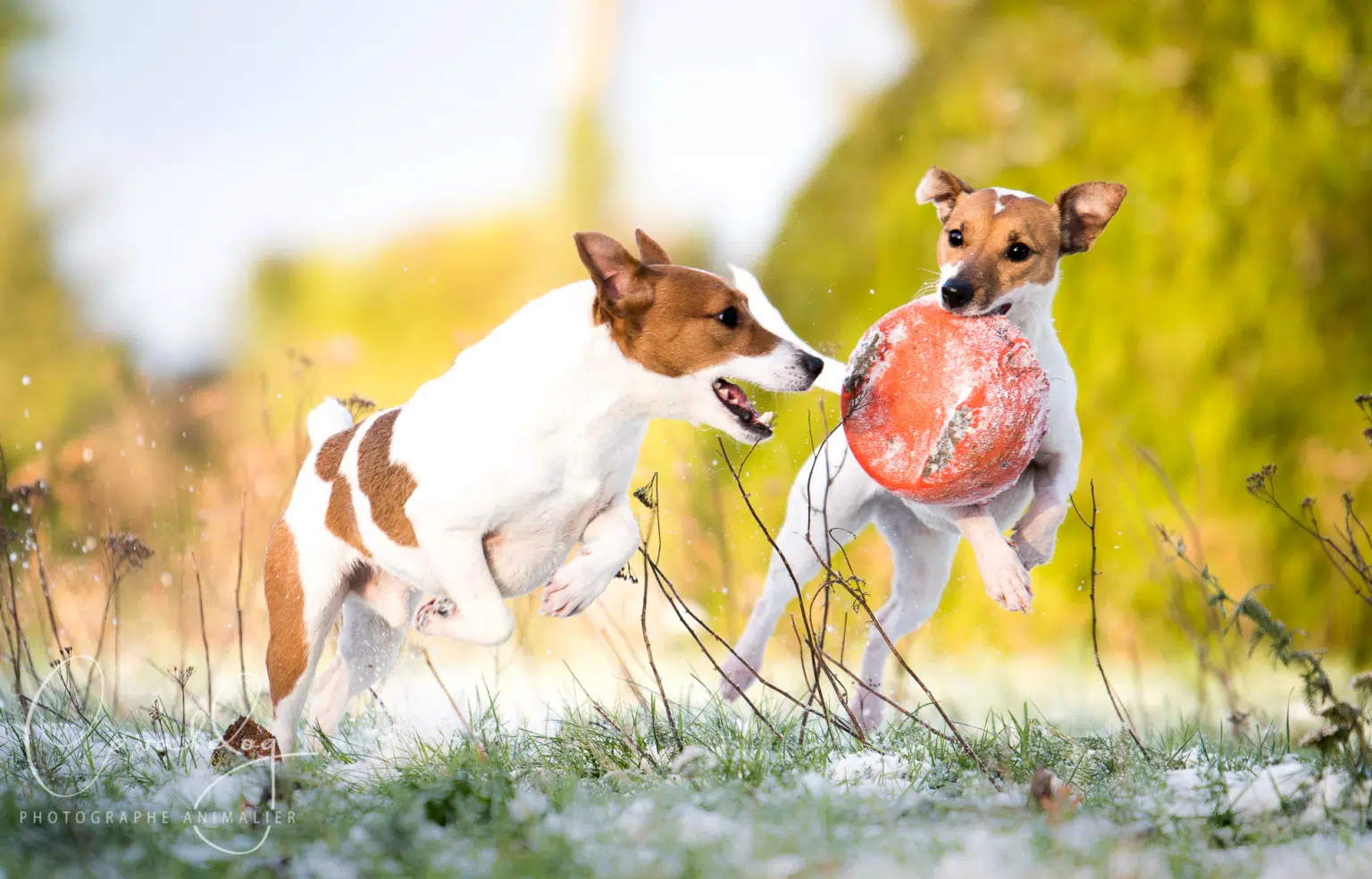 Jack Russell au jardin