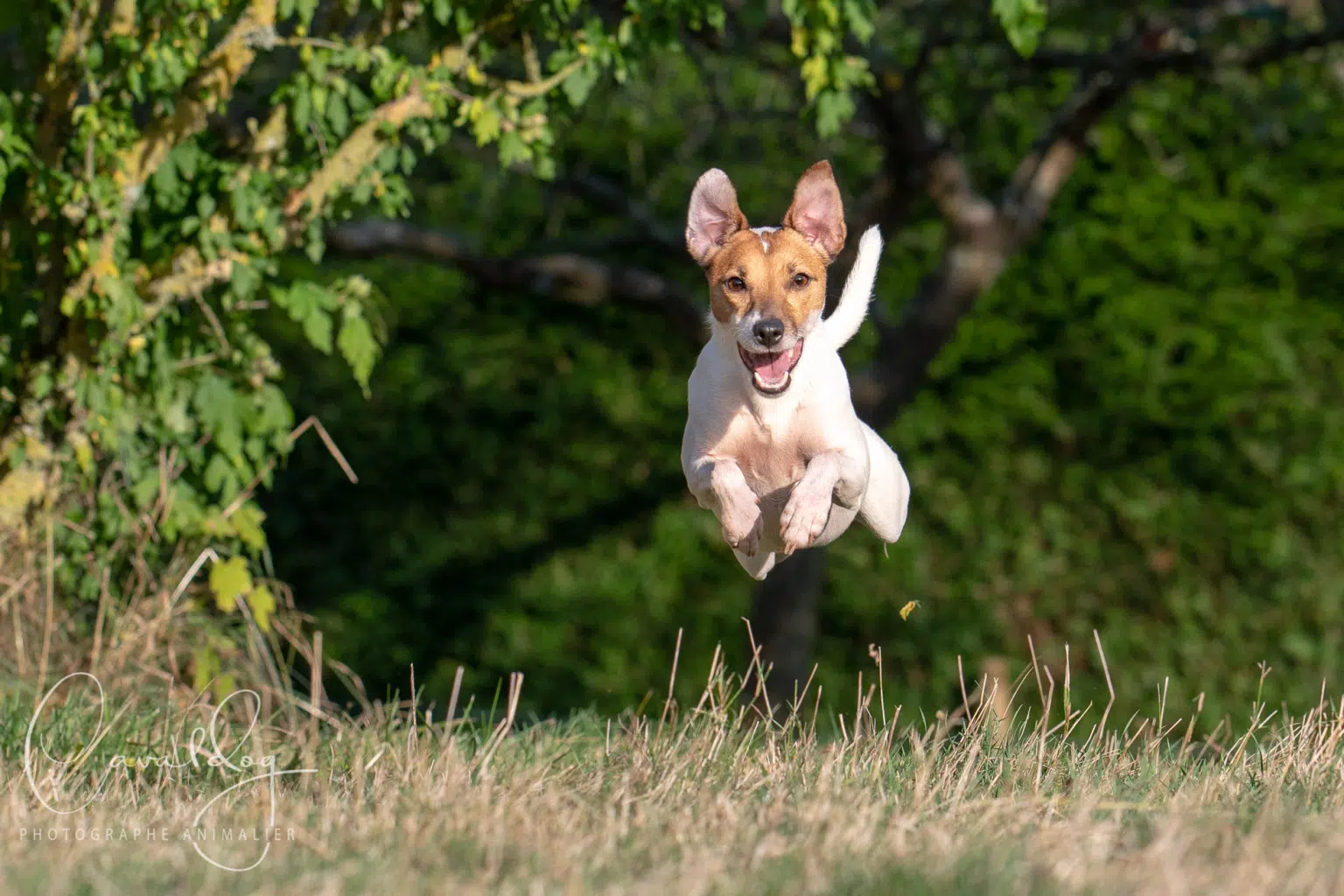 Jack Russell en plein saut