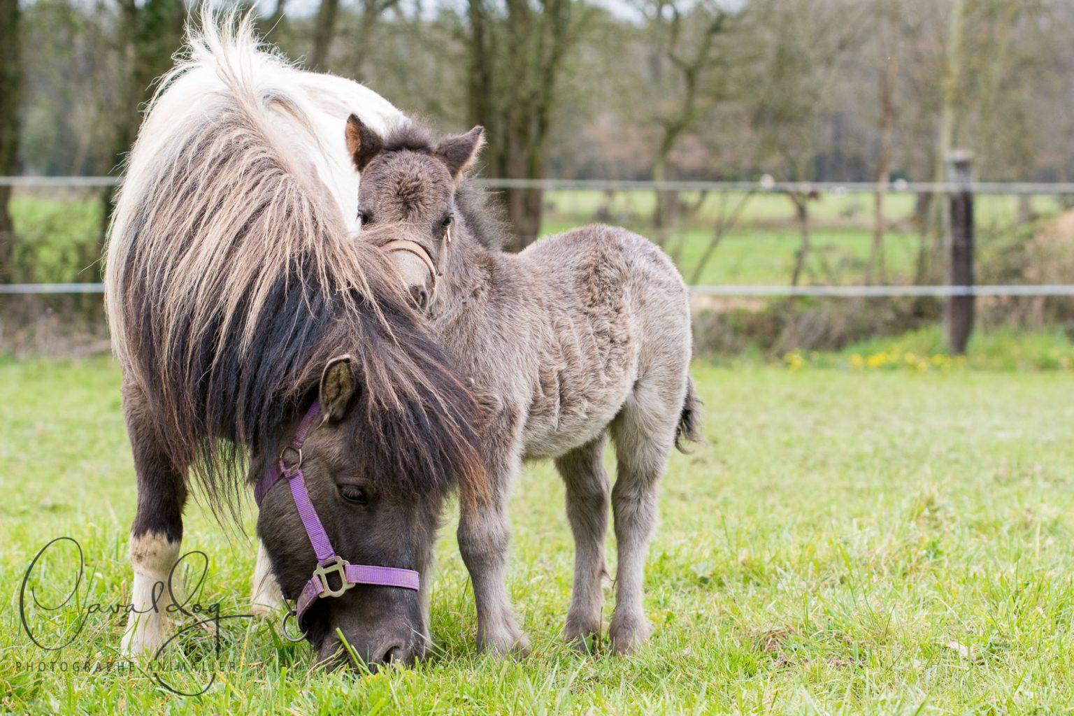 Poney et poulain