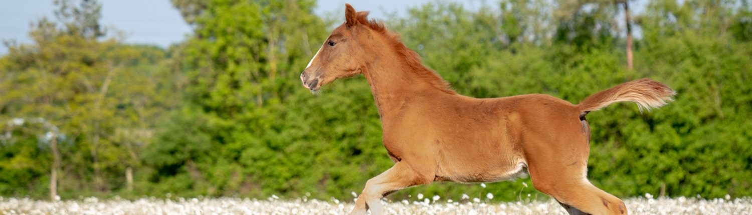 Poulain au galop