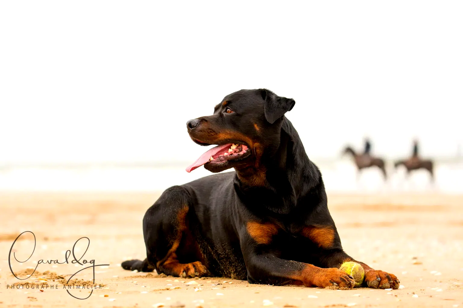 Rottweiler sur la plage