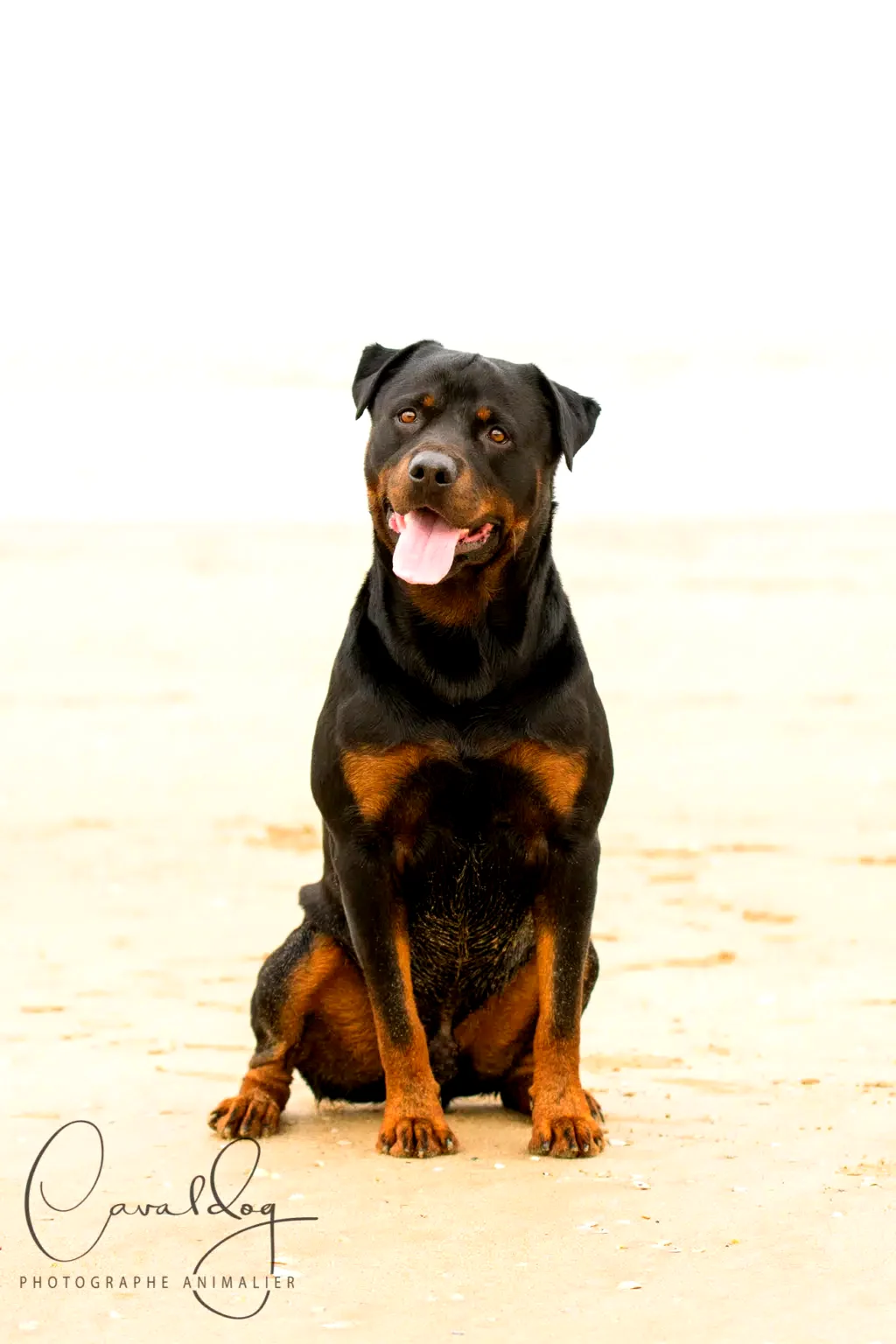 Portrait de Rottweiler