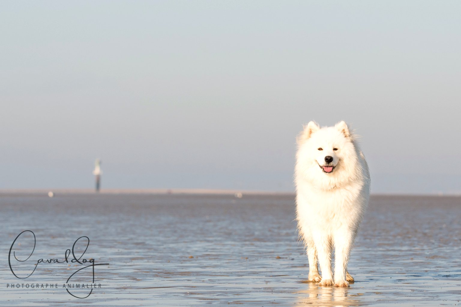 Samoyède sur la plage — photographie Cavaldog