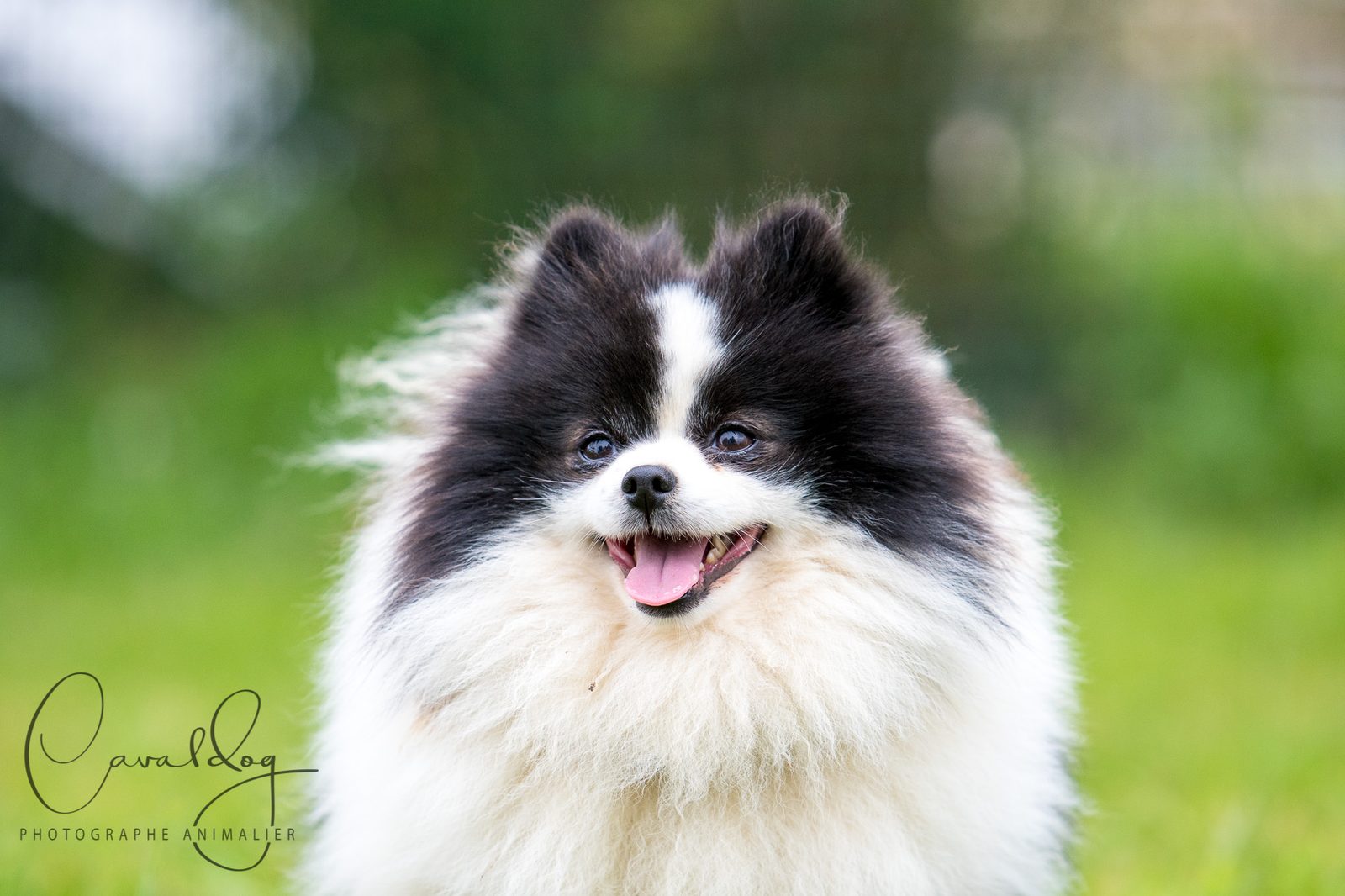 Spitz nain